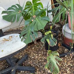 Monstera, Snake Plants, Aloe, 