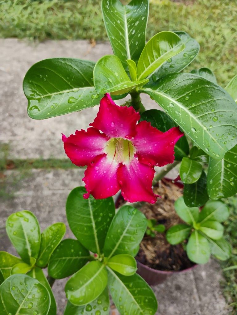 Adenium ๐น Del Decierto Plant