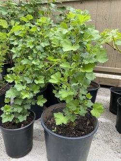 Gooseberries Plant