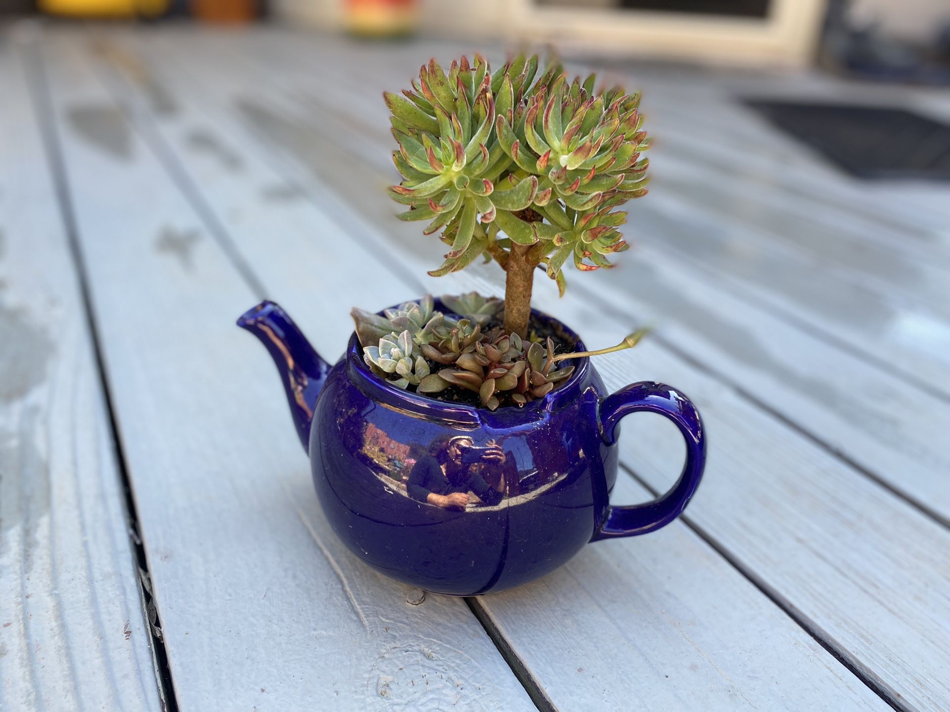 Succulent Arrangement Blue Tea Pot - DAPHNE