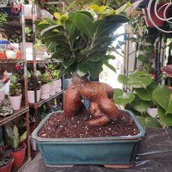 Ginseng Ficus Bonsai Tree 