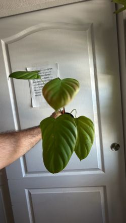 Plants for sale