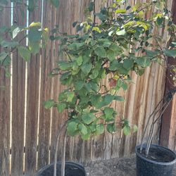 Membrillo Fruit Trees