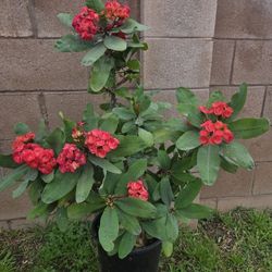 Corona De Cristo Plant 