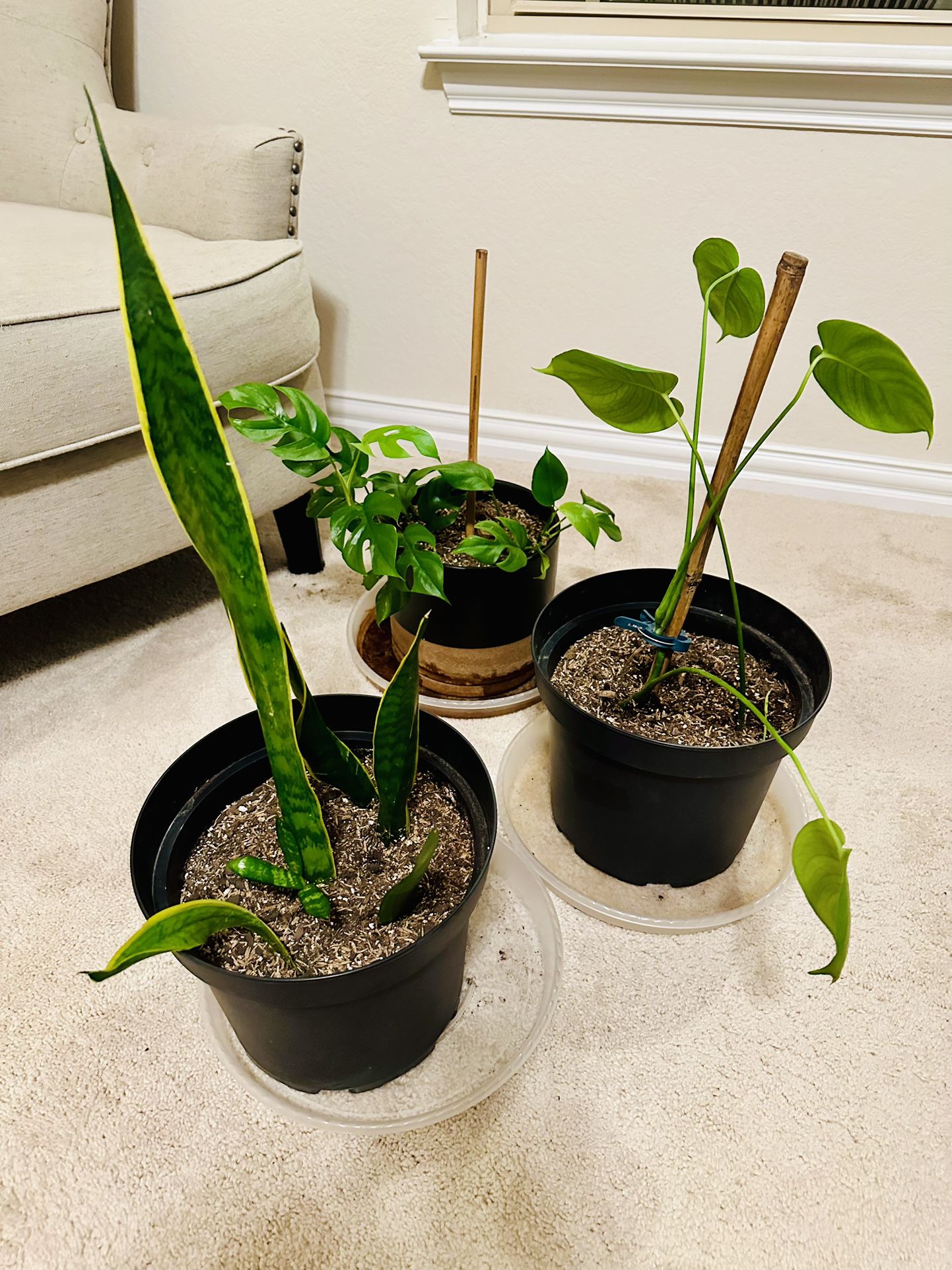 Plant Bundle: Set of 3 plants with planters!! 🪴🪴🪴