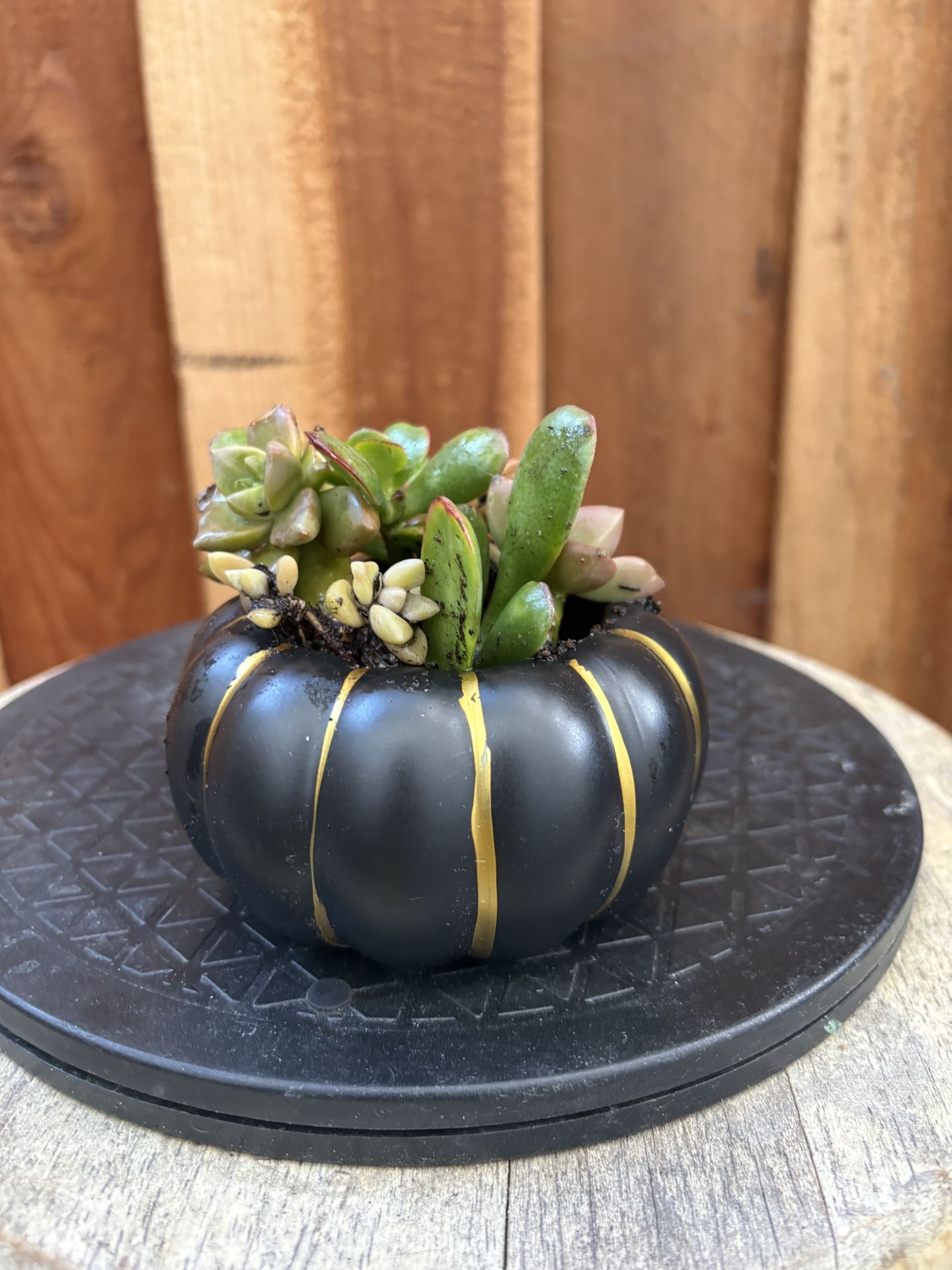 Pumpkin Succulent Planter!