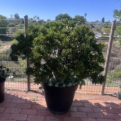 Potted Gollum Jade XL