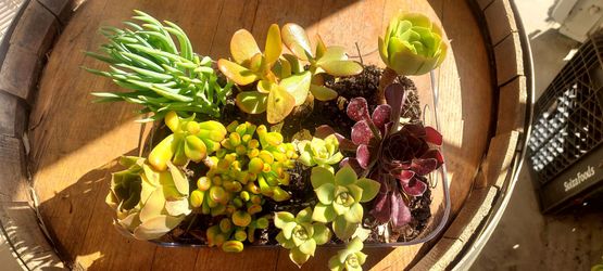 Succulant arrangement