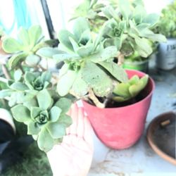 Succulents (3different Kind)