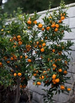 Grafted dwarf kishu seedless mandarin trees ππΏπΏπΏπππ