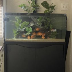 Fluval Flex 32 Gallon Aquarium Setup