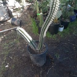Cactus Plant