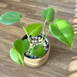 Elegant Tropical Indoor Plant