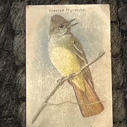 Antique **Arm & Hammer “Useful Birds of America” Trade Card – Crested Flycatcher – Louis Agassiz Fuertes  ⸻  Description  Antique advertising trade ca