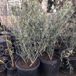 Fruit Trees Olives Shade Trees Grapes Flowers Shrubs Veggie Plants 