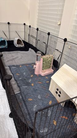 Guinea Pigs