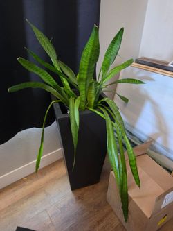 Snake Plant