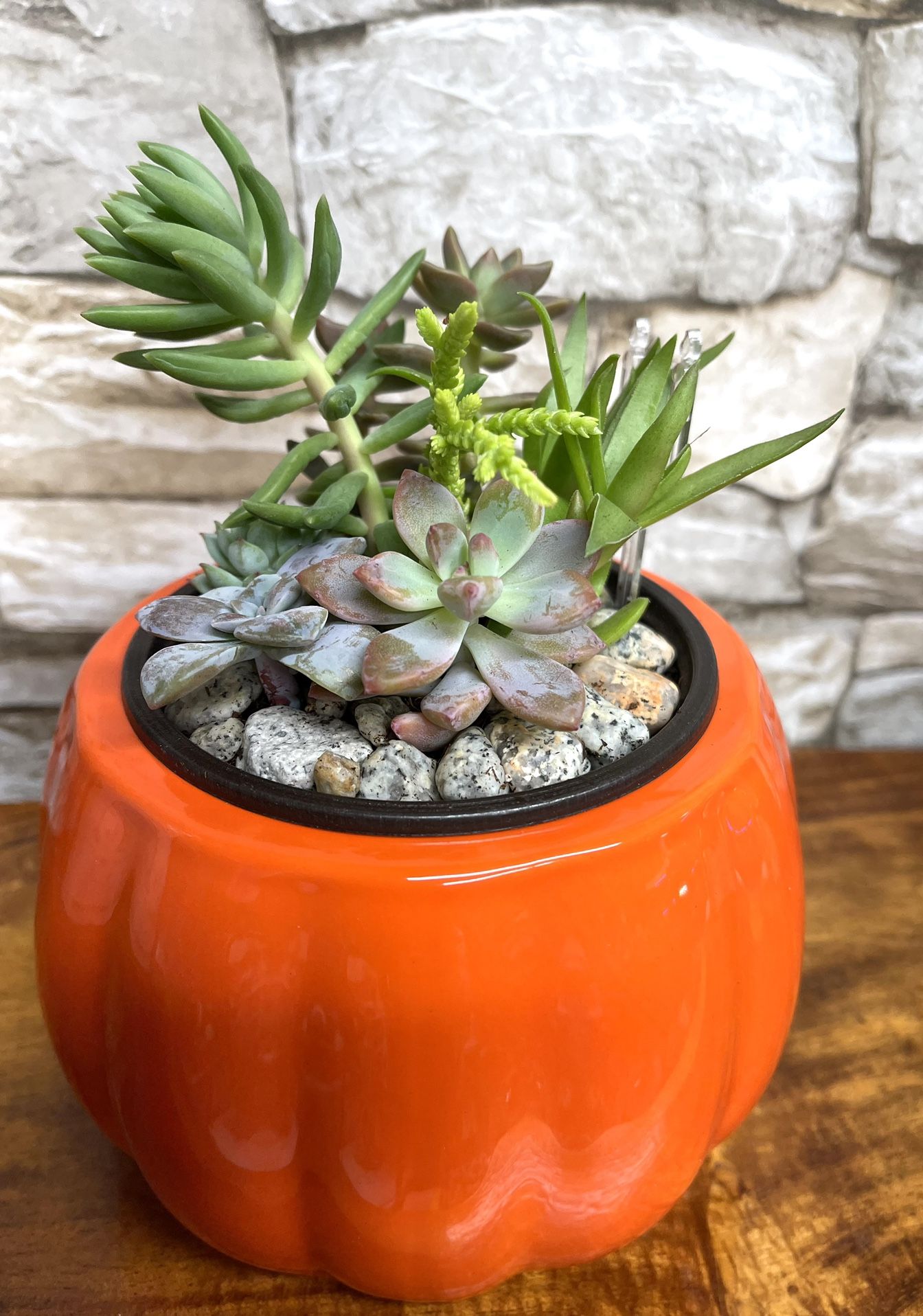 Cute Arrangement Of Succulents House Plants In Ceramic Pumpkin Pot 4”H.