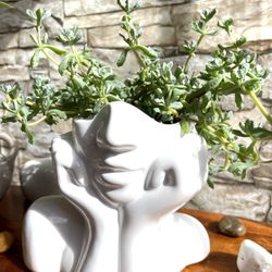 Succulent "Pink Ice" House Plant In 6"H Head Planter Pot.