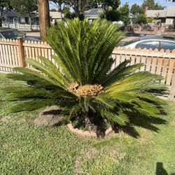 Sago Palm Tree Free