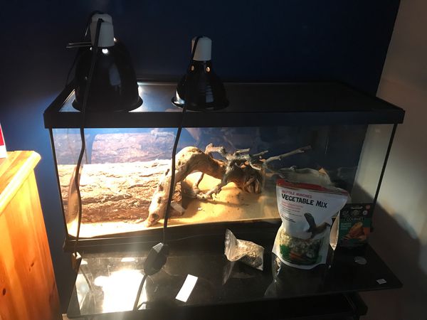 armadillo lizard tank size