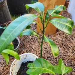 Live Mango Plant for  6 Dollars