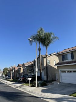 Tree Works For The Winds