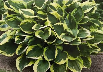 Hosta Queen Josefine Perennial Plant. 