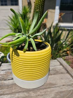Suculent double pot. Pick up