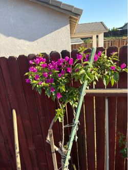 Bugambilia en árbol 6ft