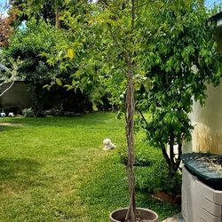 #70 Wax leaf Japanese Privent tree 20gal , 9 feet tall Ceramic pot. I Have   Two 