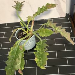 Variegated Ring Of Fire