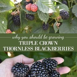 Thornless Blackberry Plants in 1 Gallon Pots! Triple Crown Variety 