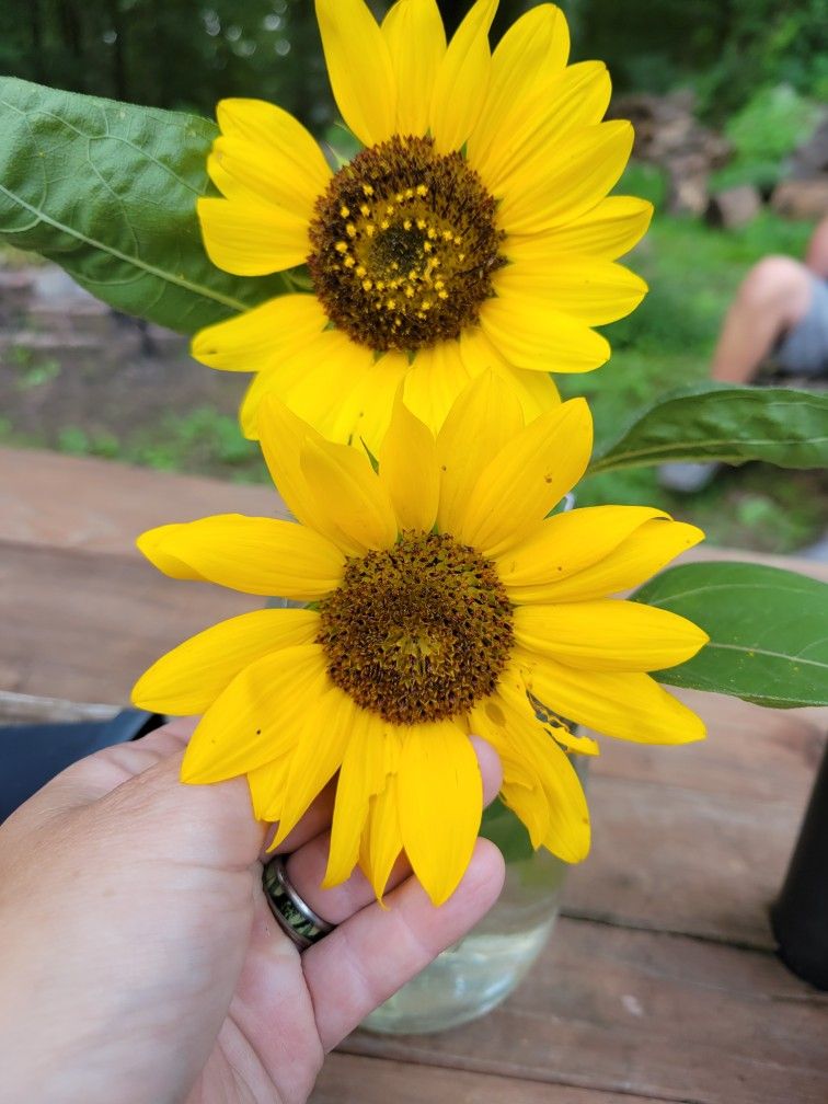 Sunflowers