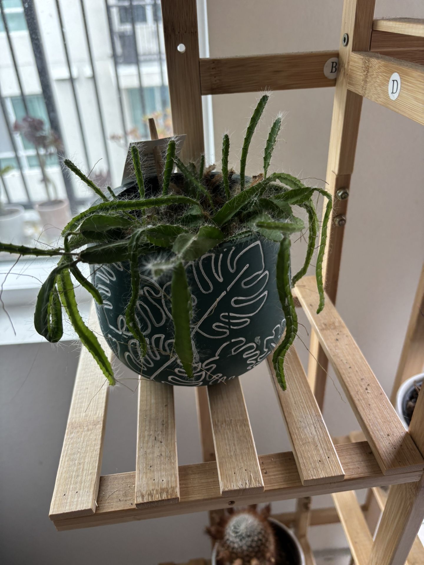 cactus/succulents