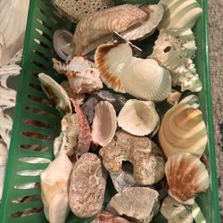 Seashells
