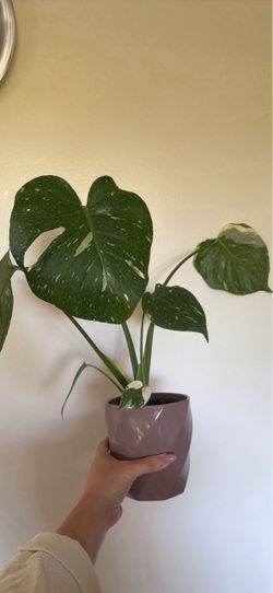 Monstera Plant