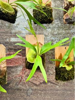 STAGHORN FERN ALCICORNE MOUNTED 10x5 Wood Plank Platycerium Rooted In/Outdoor