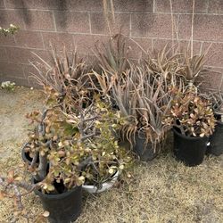 Free Aloe Vera And Succulents. Need To Be Picked Up Today. 