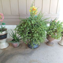 Plants 