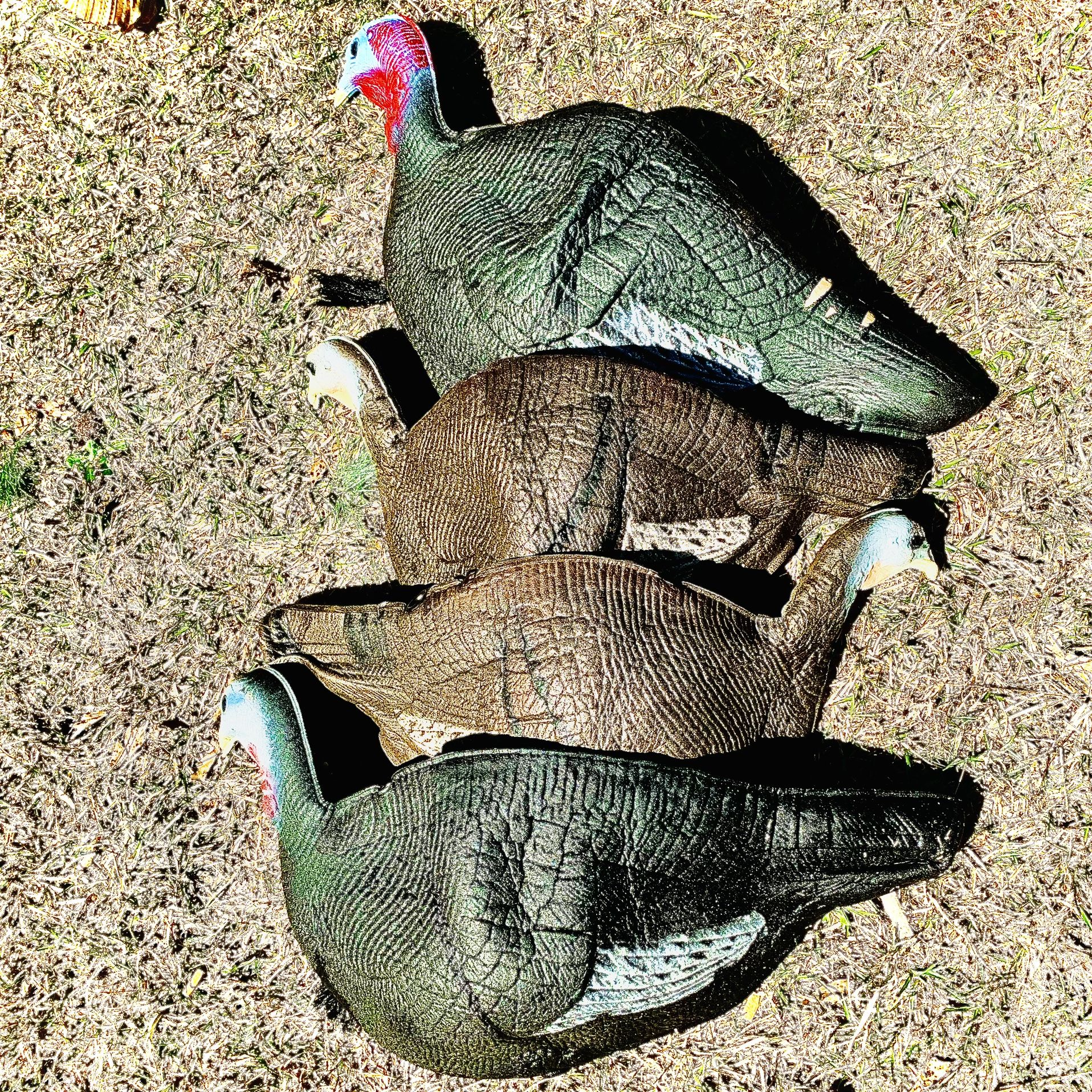 Lot Of 7 Seven Turkey Decoys - Flambeau / Sceery