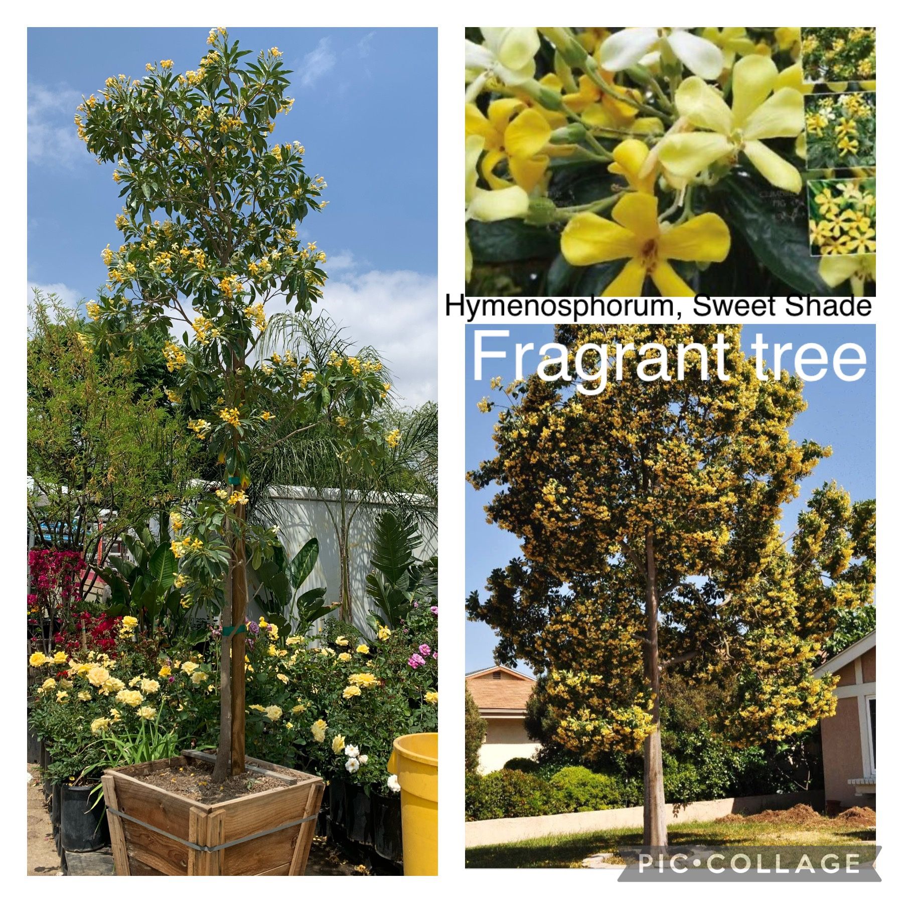 Hymenosphorum Sweet Shade Tree , Fragrant Evergreen Shade Tree