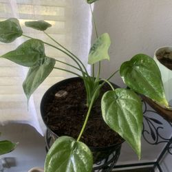 Nice, adult , potted plant for inside!