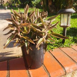 Mother Of Thousand Kalanchoe Suculent Plant Medesinal