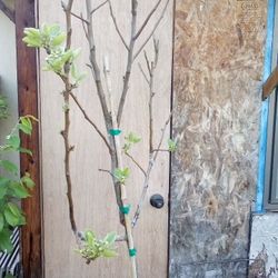 🍎🍐2n1Pear Tree(Bartlett)