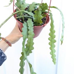 Epiphyllum Anguliger Ric Rac Cactus Plant 6" Pot - Indoor House Plants 