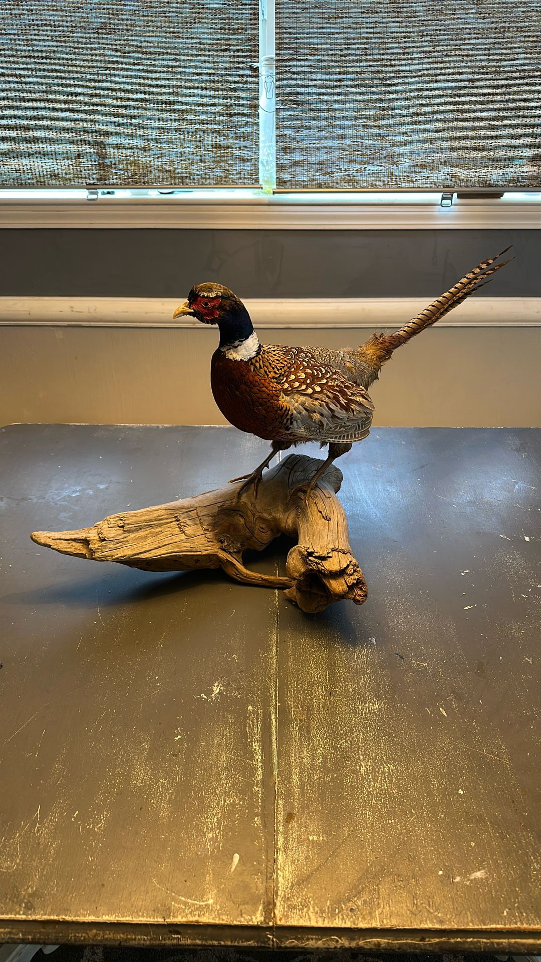 Taxidermy Pheasant