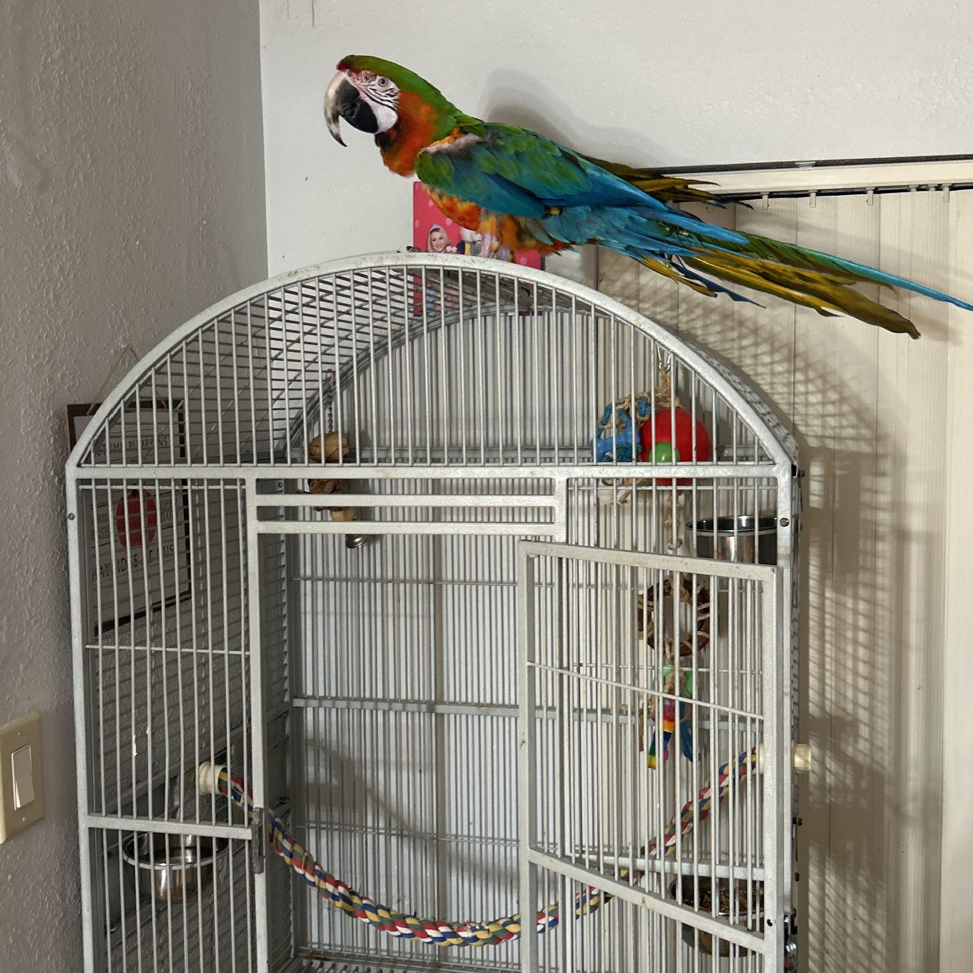 Bird/cage 2