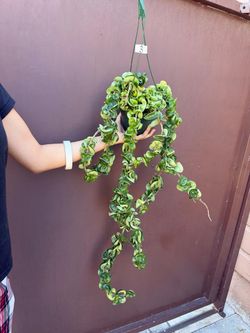 6” hindu rope XL