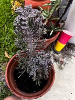 Kalanchoe Delagoensis Small Form (rare) Chandelier Plant